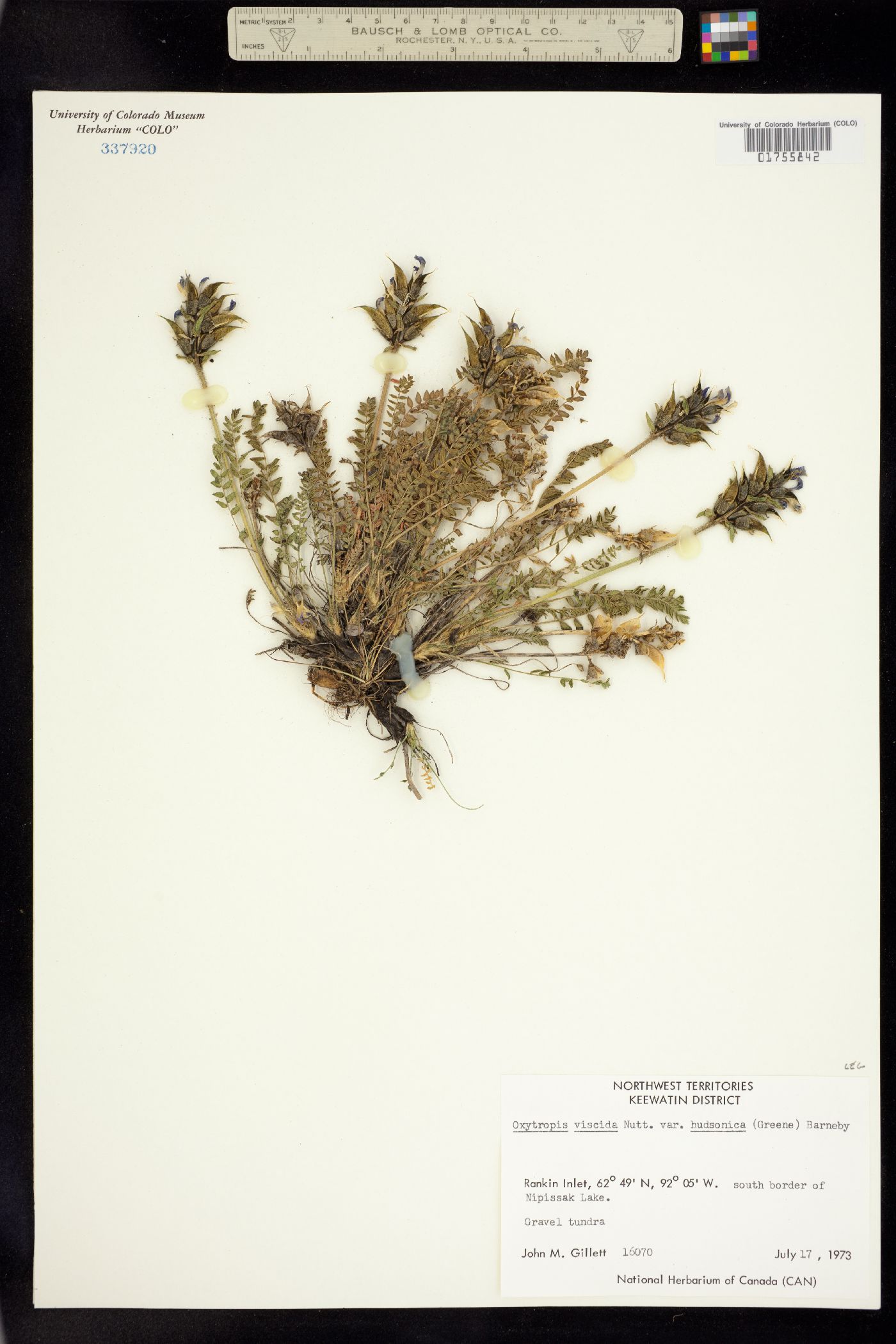 Oxytropis borealis var. viscida image