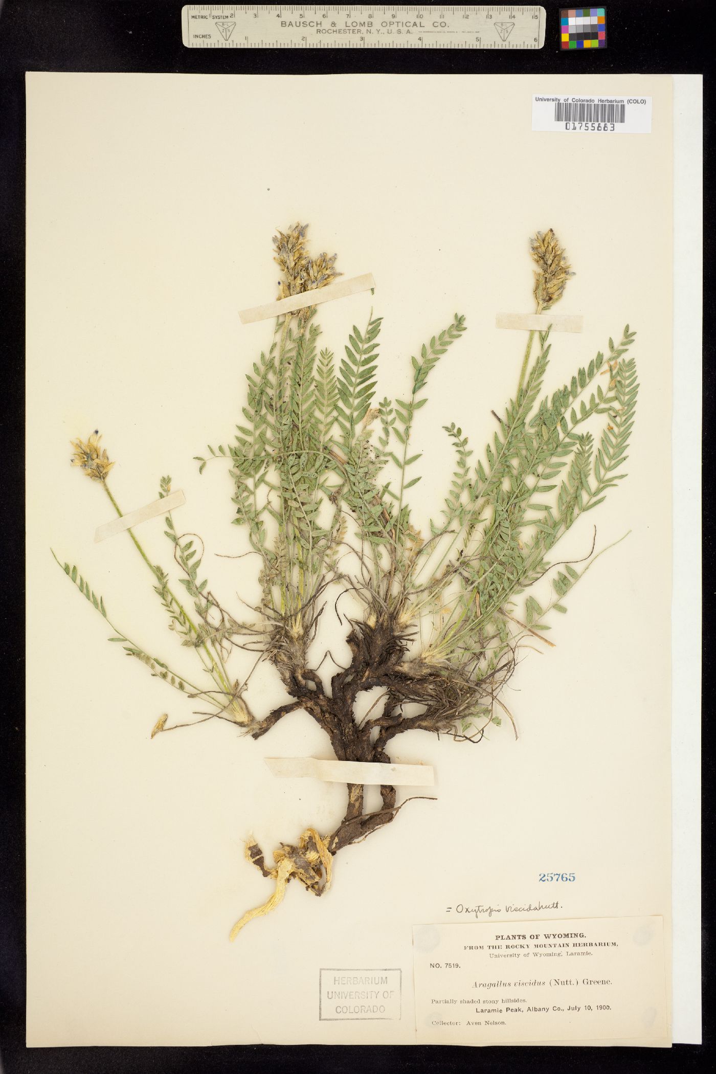 Oxytropis borealis var. viscida image