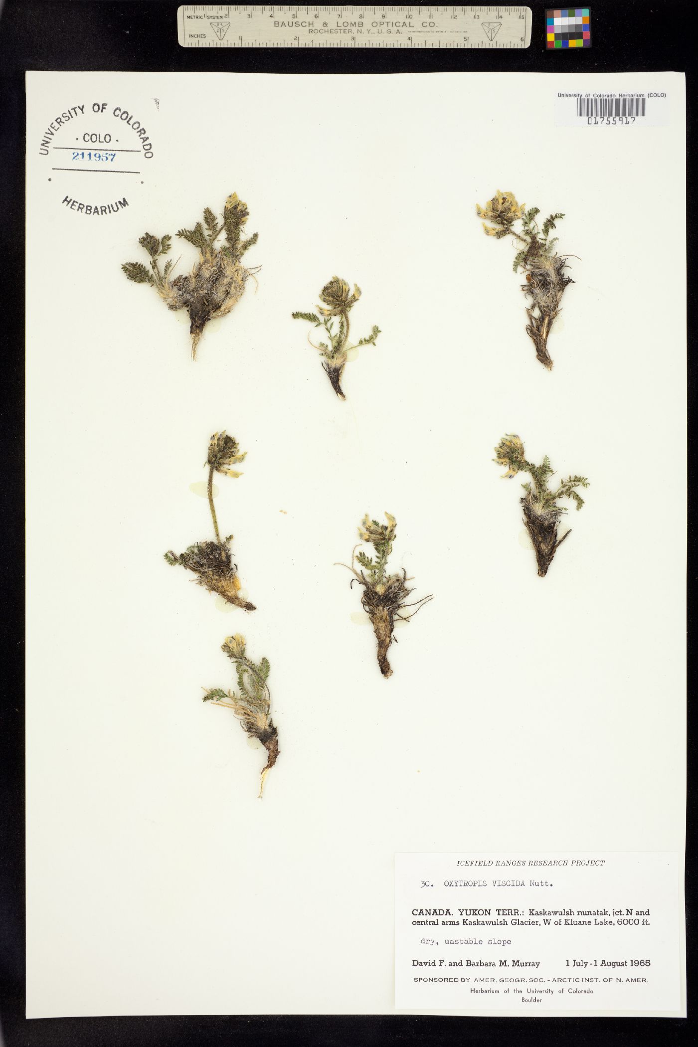 Oxytropis borealis var. viscida image