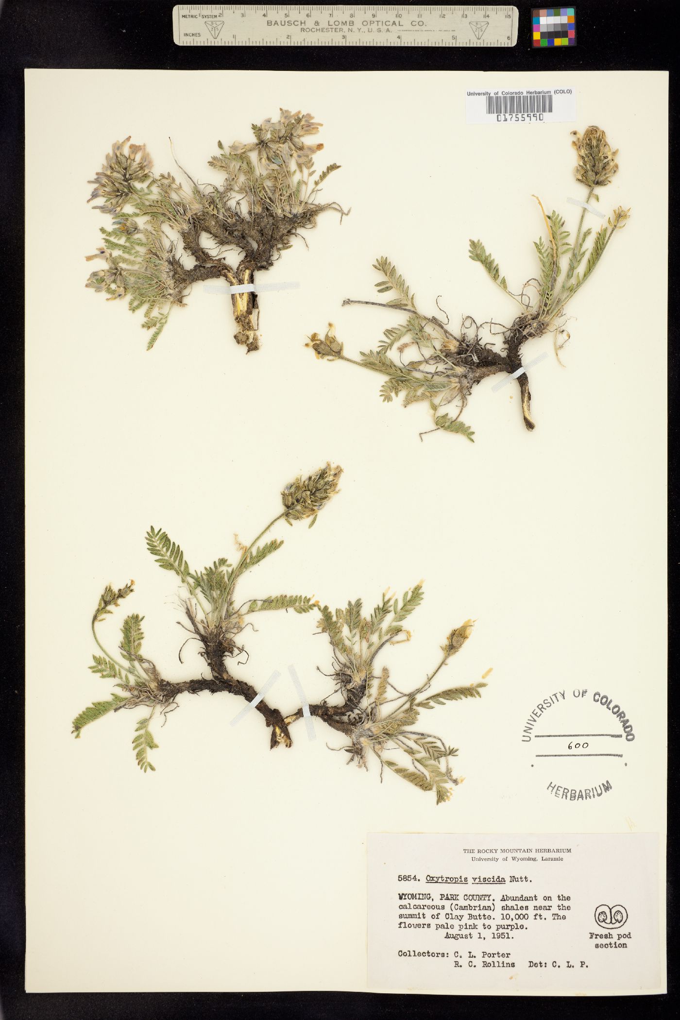 Oxytropis borealis var. viscida image