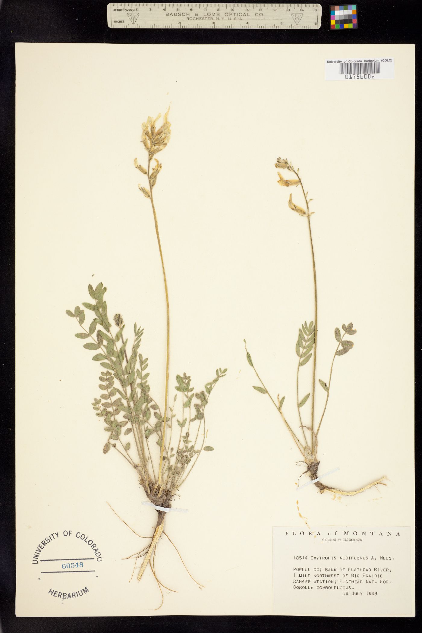 Oxytropis albiflora image