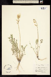 Oxytropis albiflora image