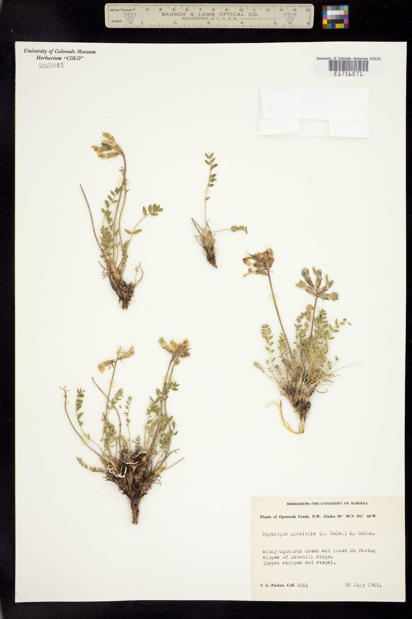 Oxytropis proboscidea image