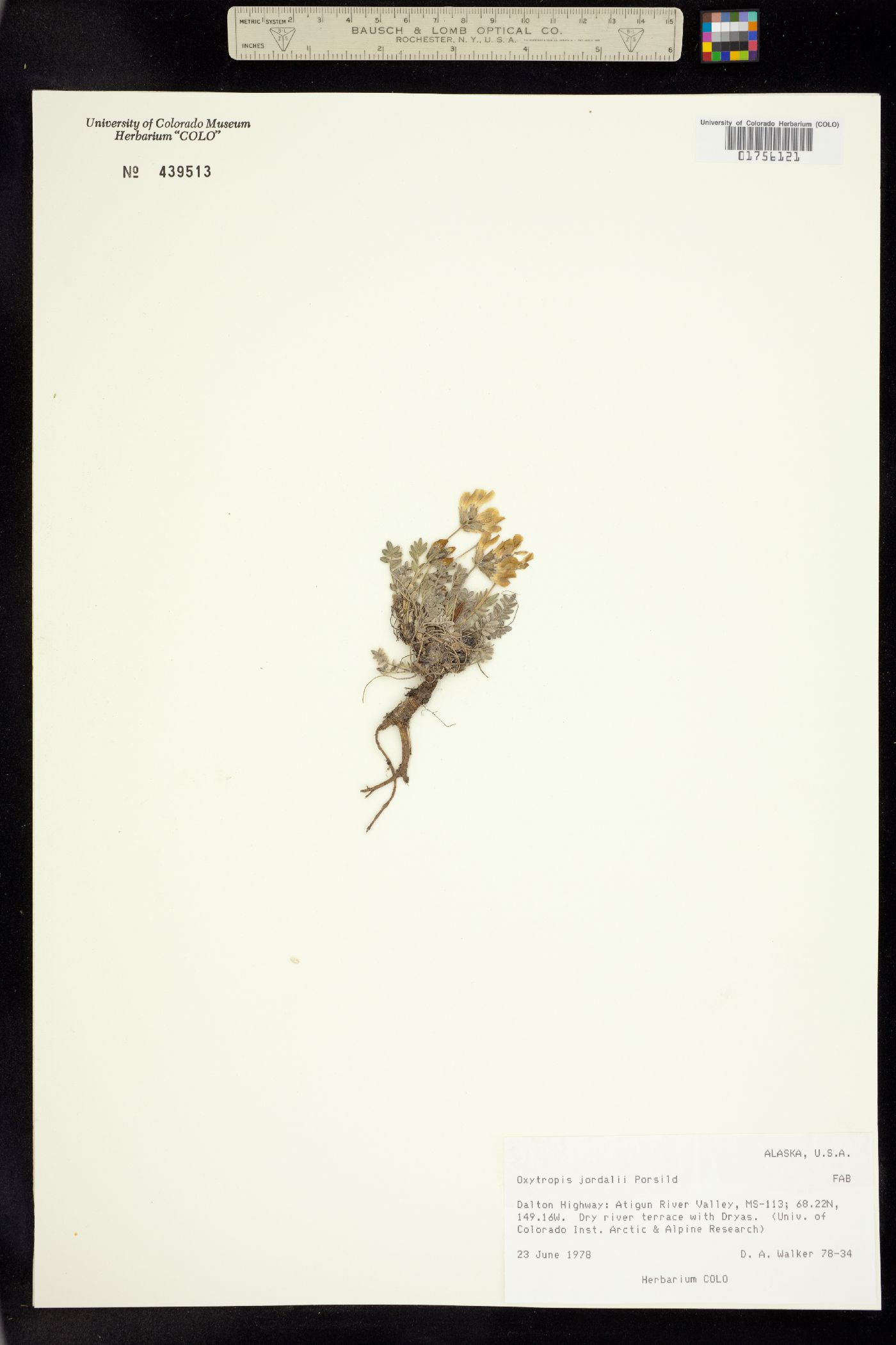 Oxytropis campestris var. jordalii image