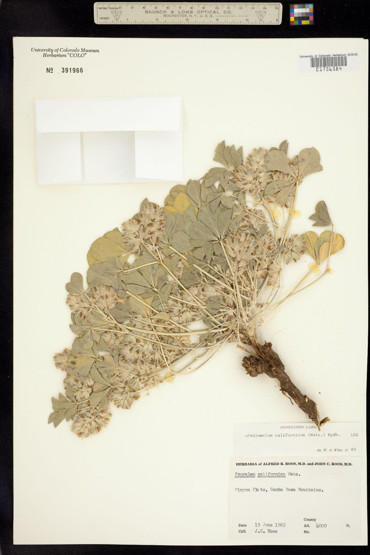 Pediomelum californicum image