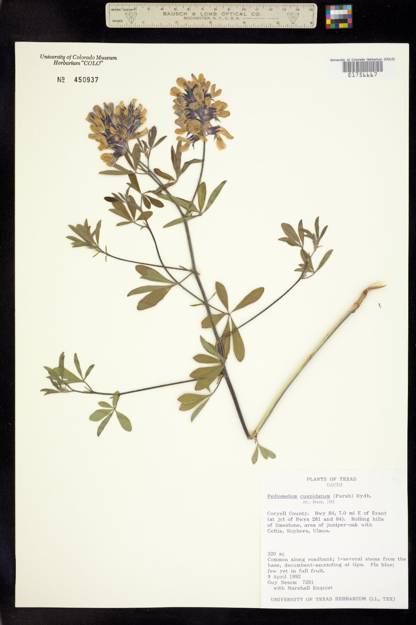 Pediomelum cuspidatum image