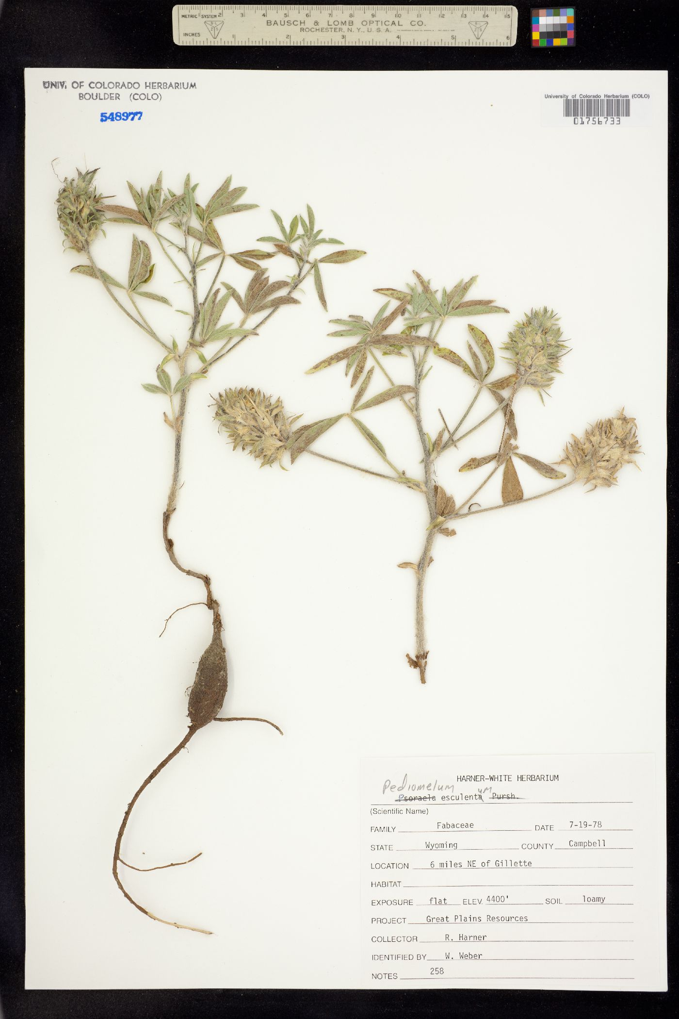 Pediomelum esculentum image