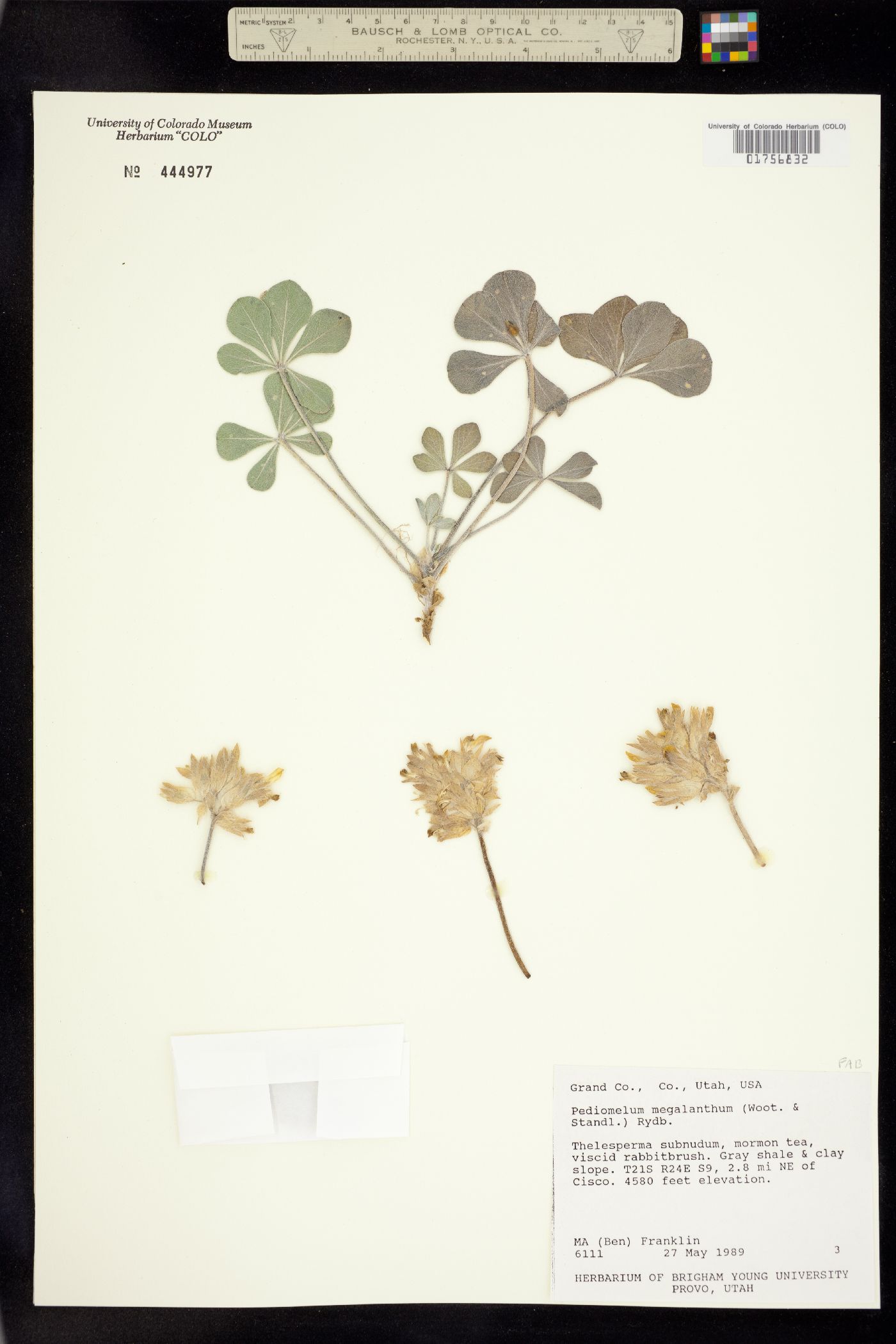 Pediomelum megalanthum image