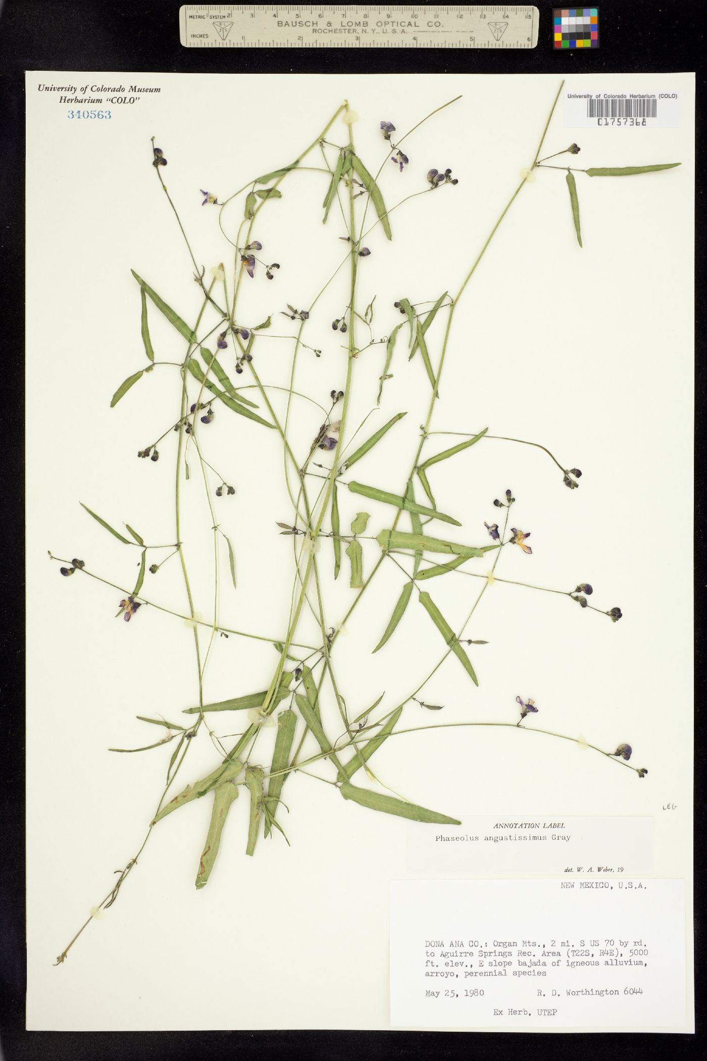 Phaseolus angustissimus image