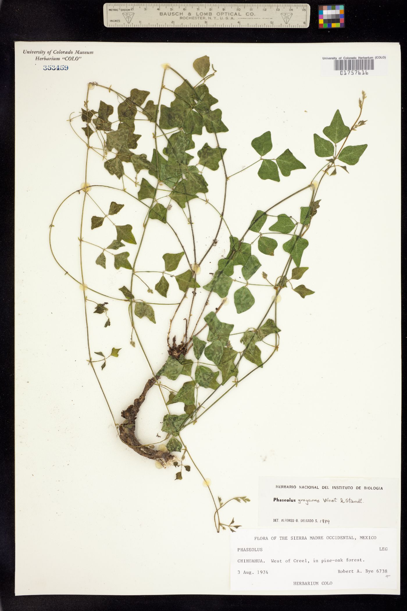 Phaseolus pedicellatus var. grayanus image