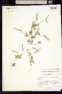 Phaseolus pauciflorus image