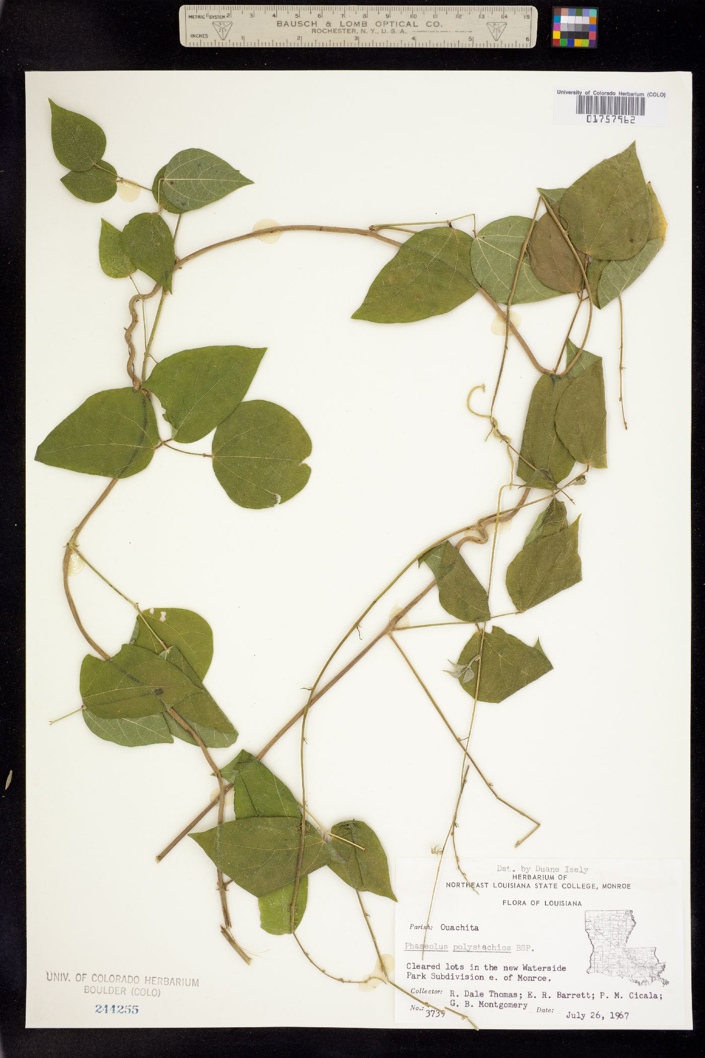 Phaseolus polystachios image