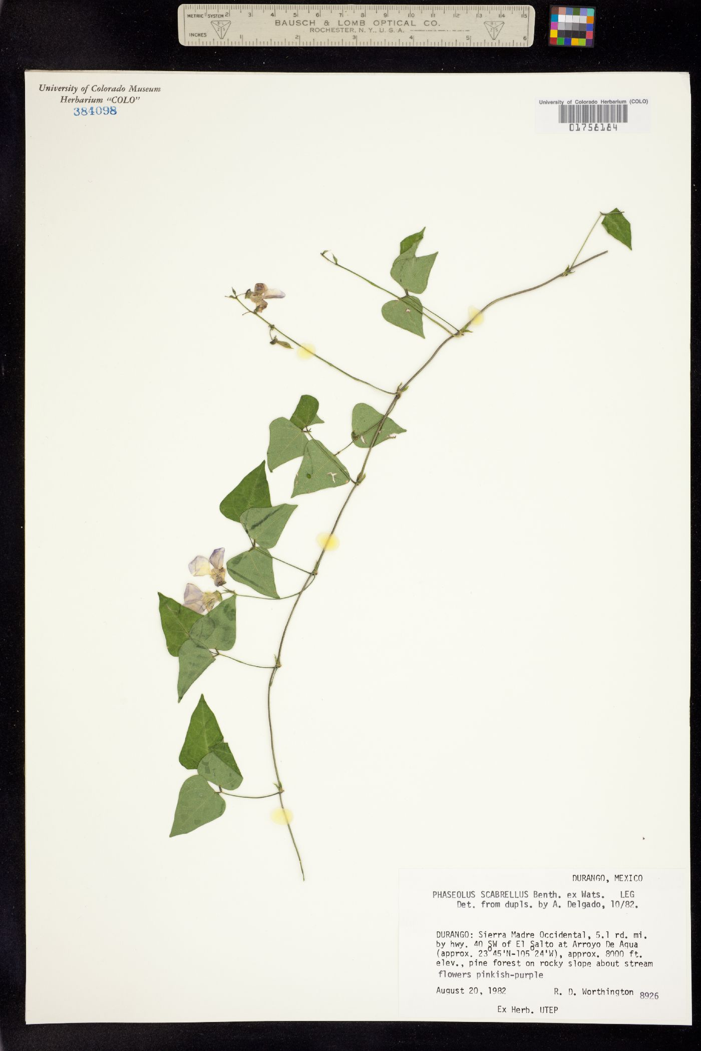Phaseolus scabrellus image