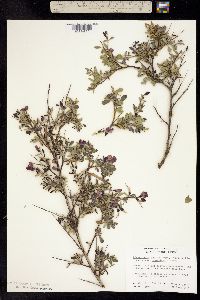 Image of Pickeringia montana