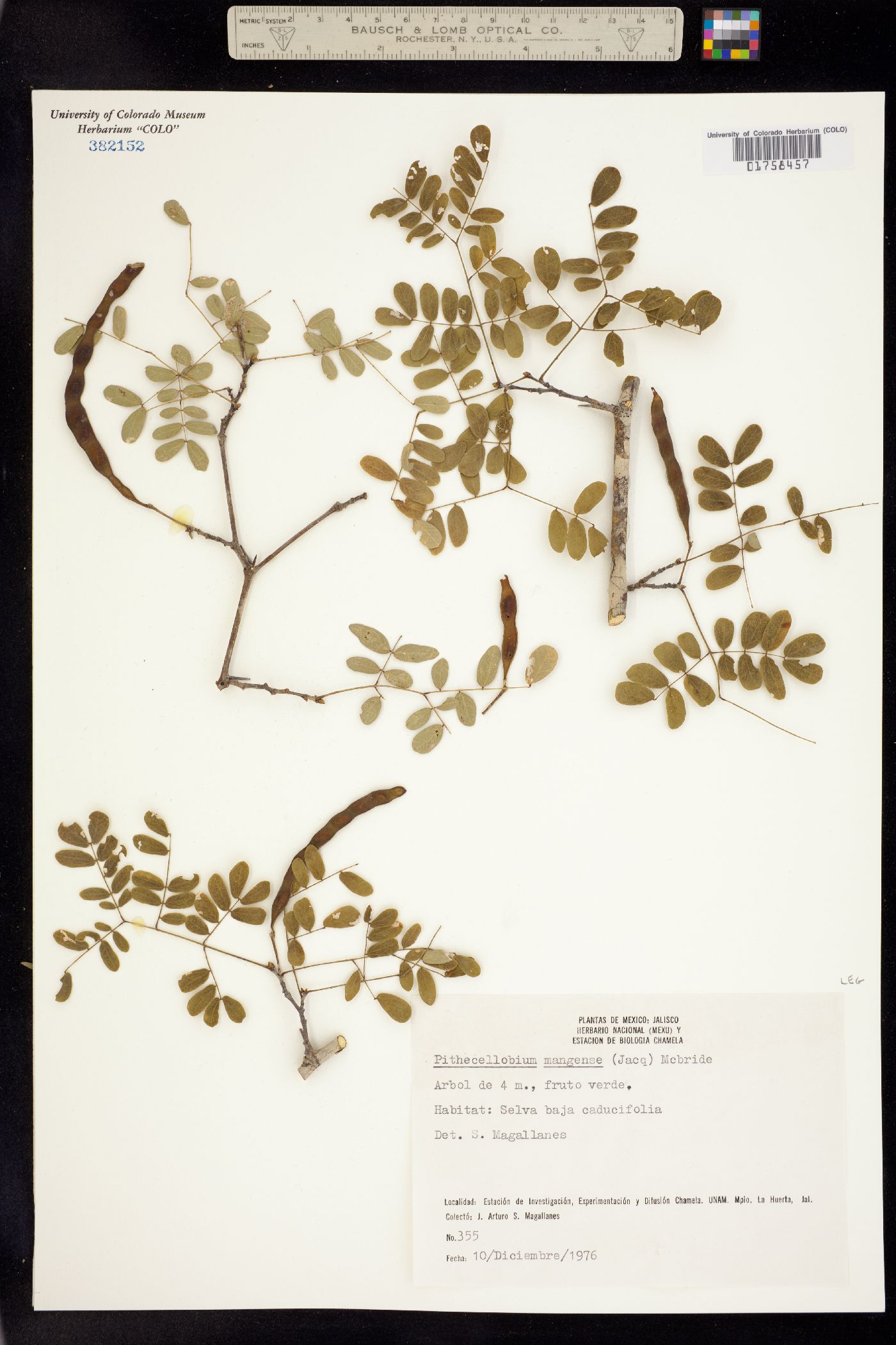 Pithecellobium mangense image
