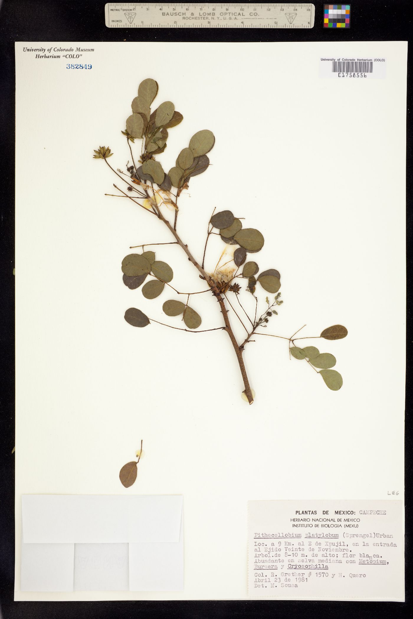 Pithecellobium platylobum image