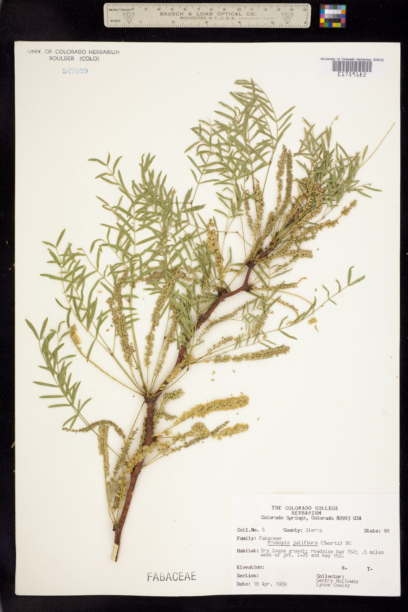 Prosopis juliflora image