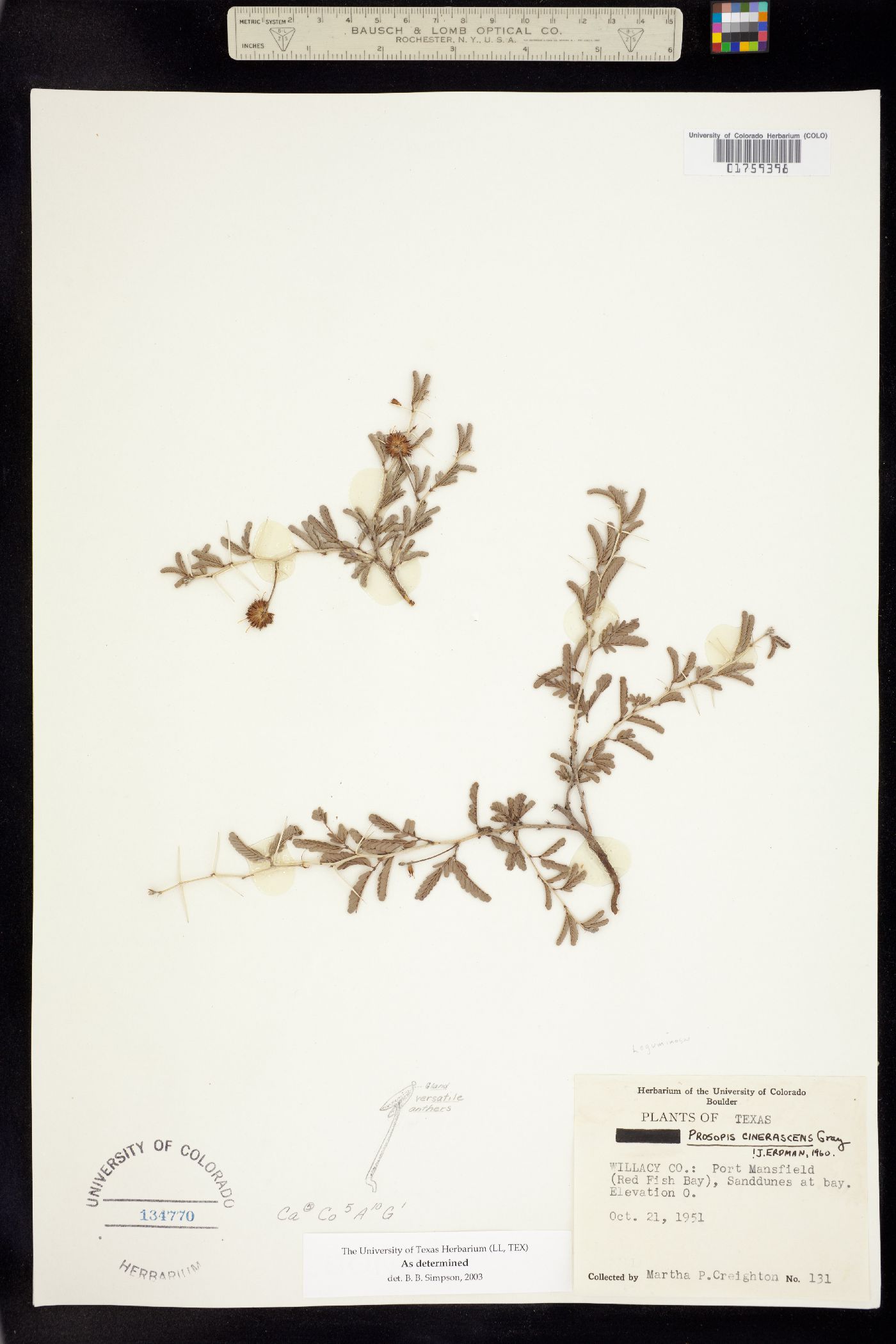 Prosopis reptans image