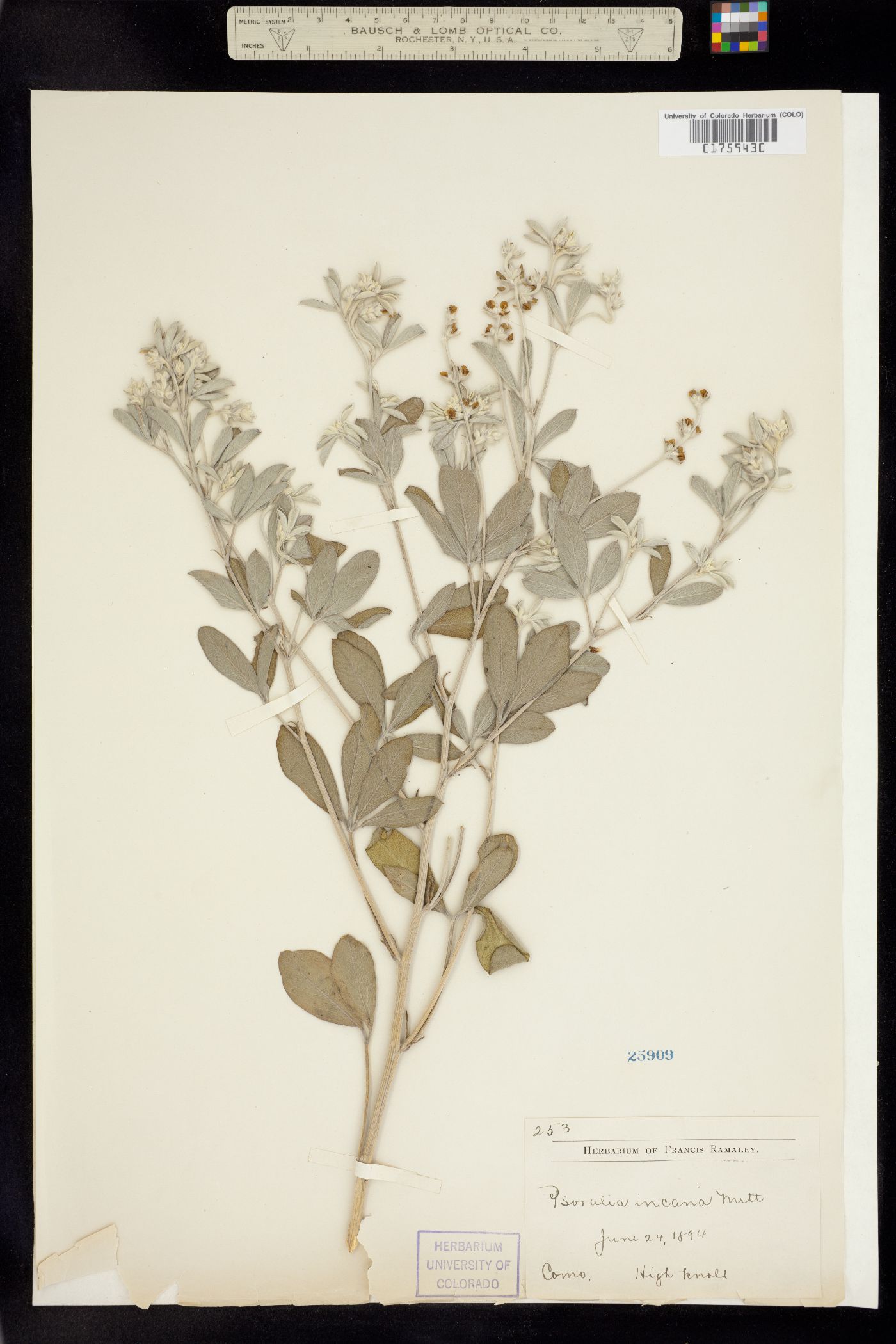Pediomelum argophyllum image