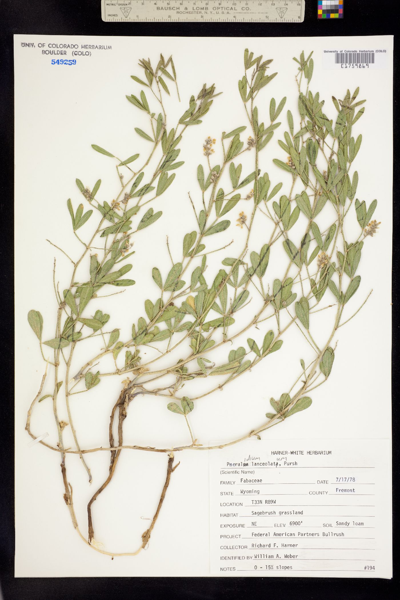 Psoralidium lanceolatum image