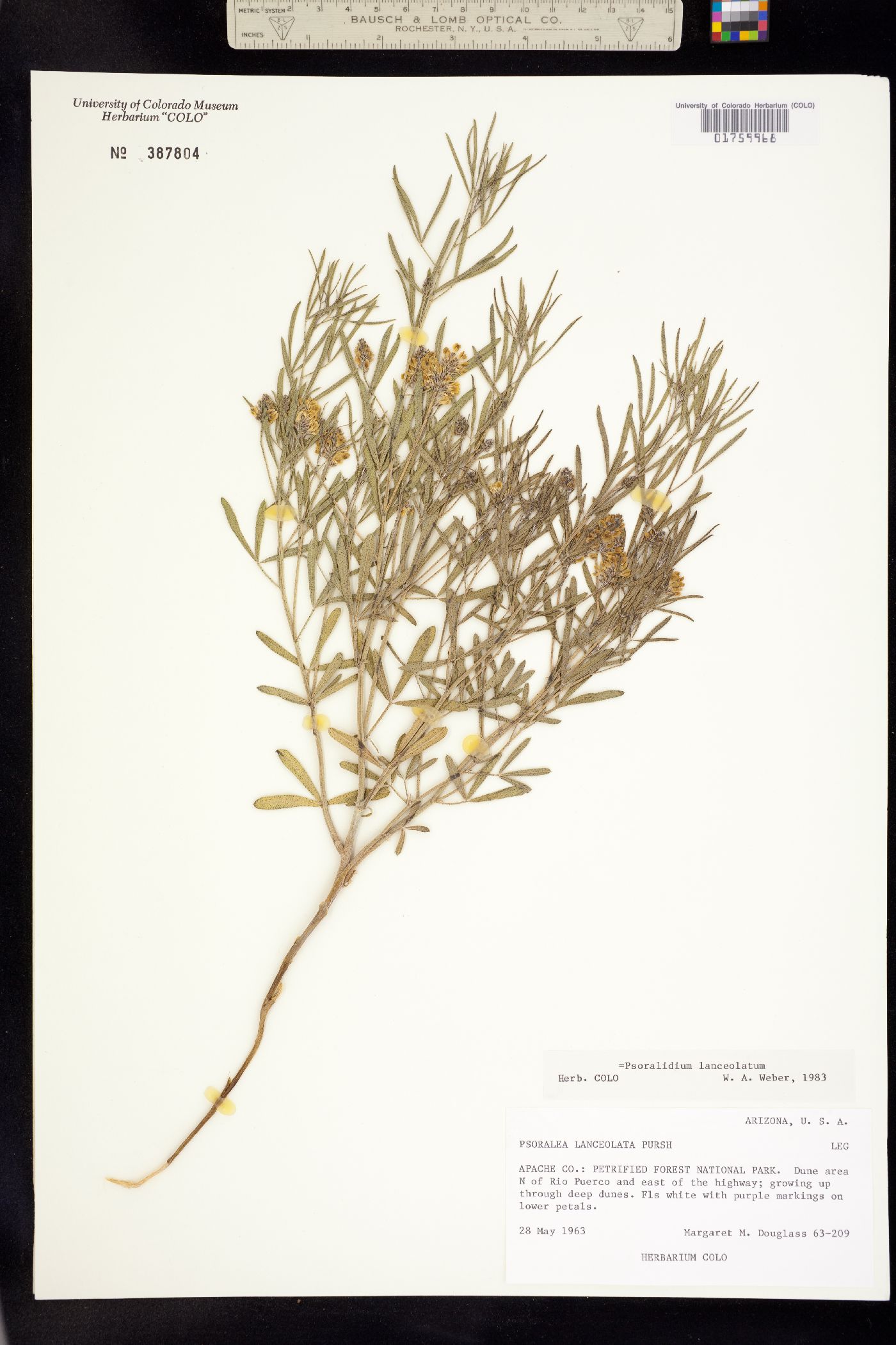 Psoralidium lanceolatum image