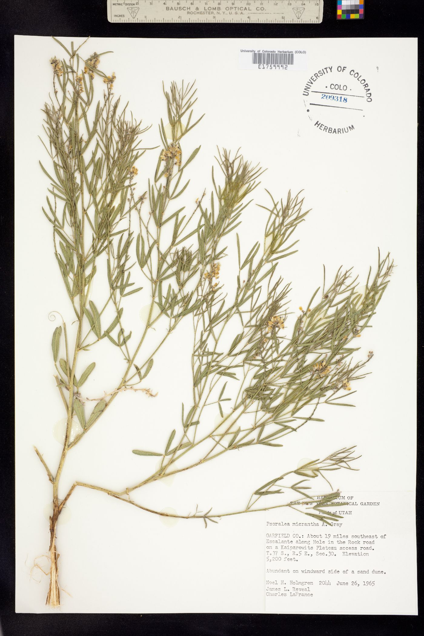 Psoralidium lanceolatum image