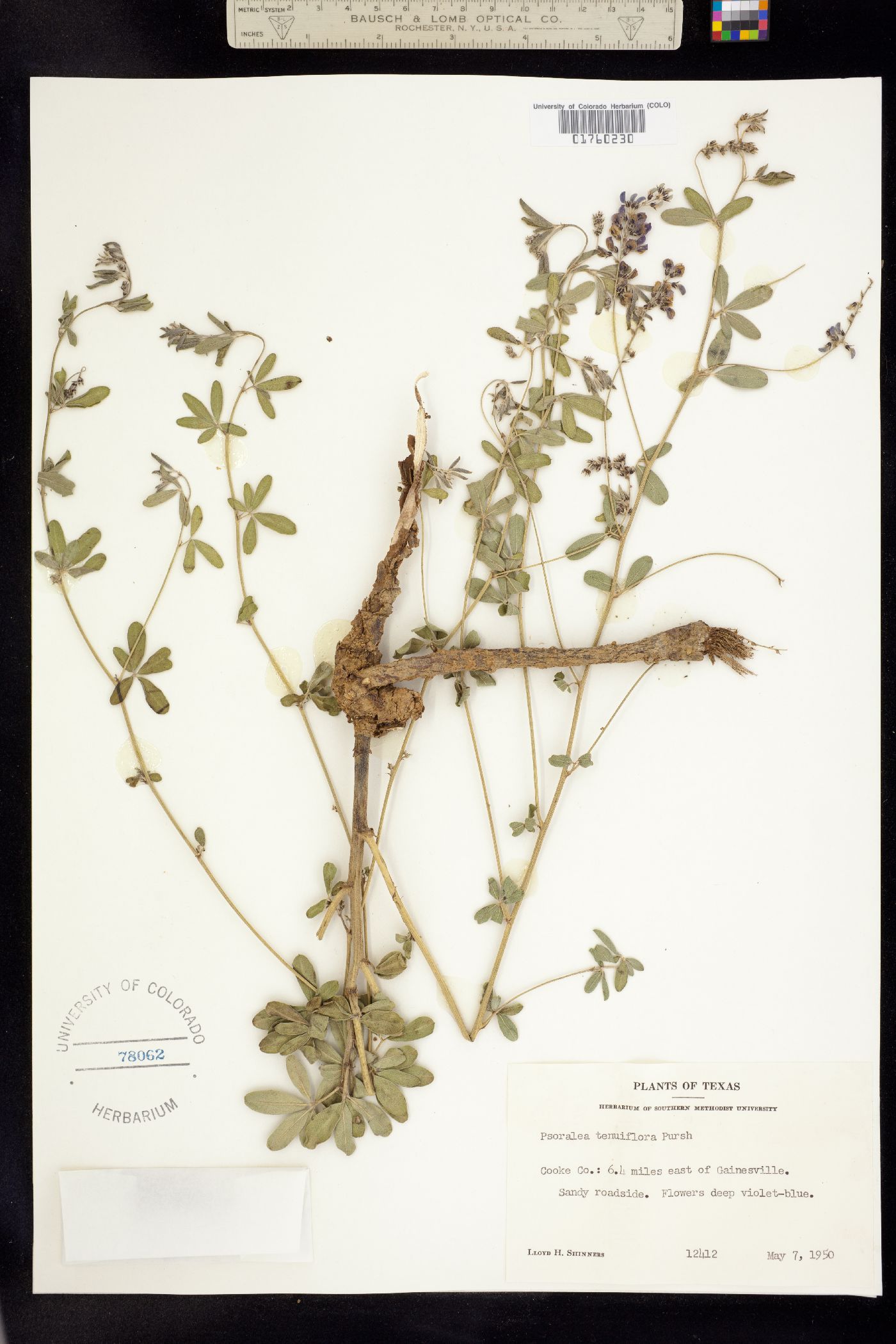 Psoralidium tenuiflorum image