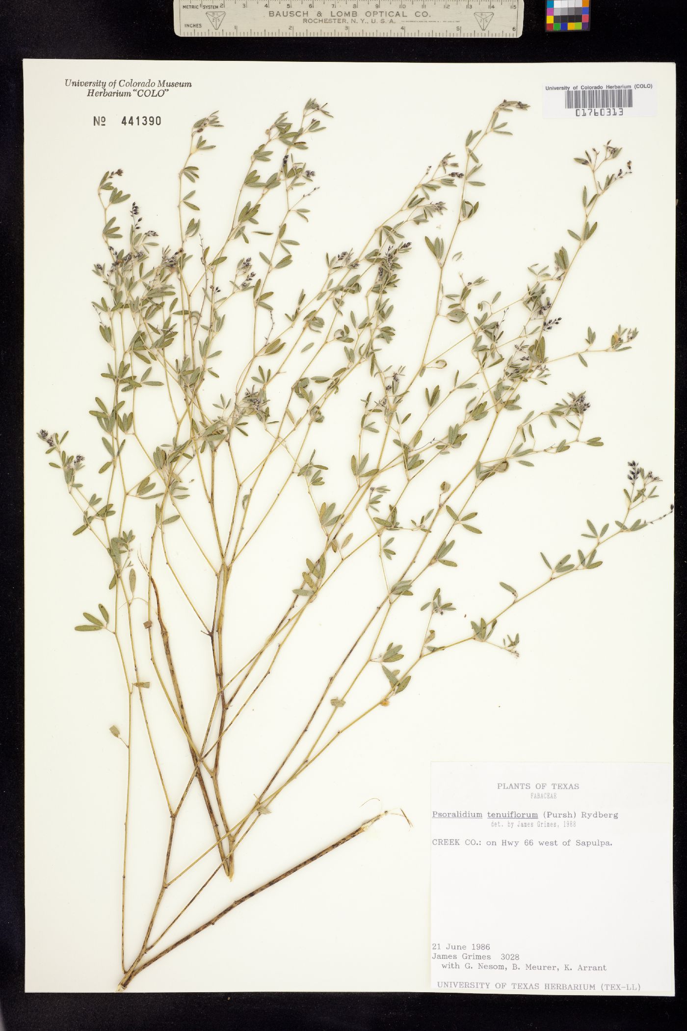 Psoralidium tenuiflorum image