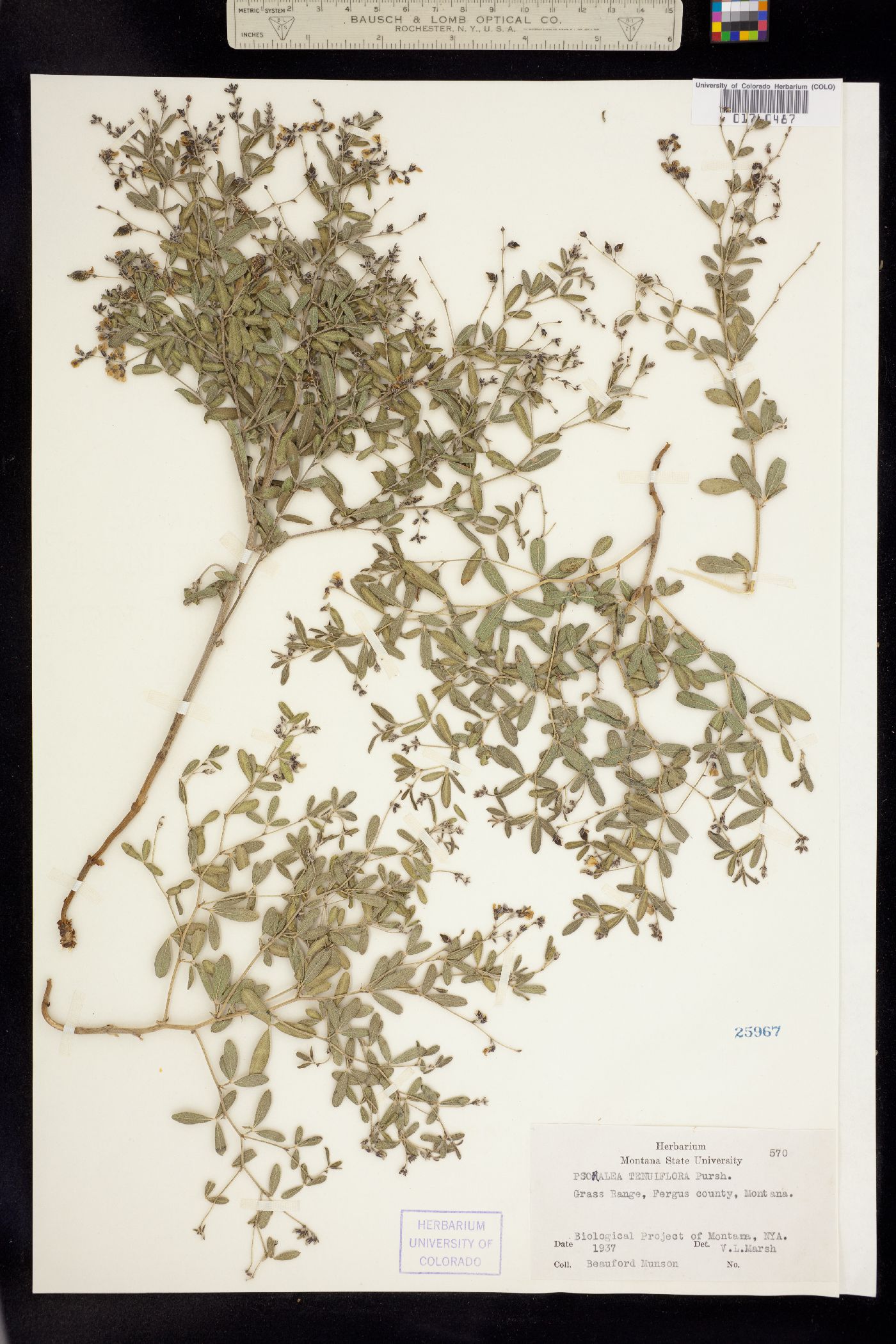 Psoralidium tenuiflorum image