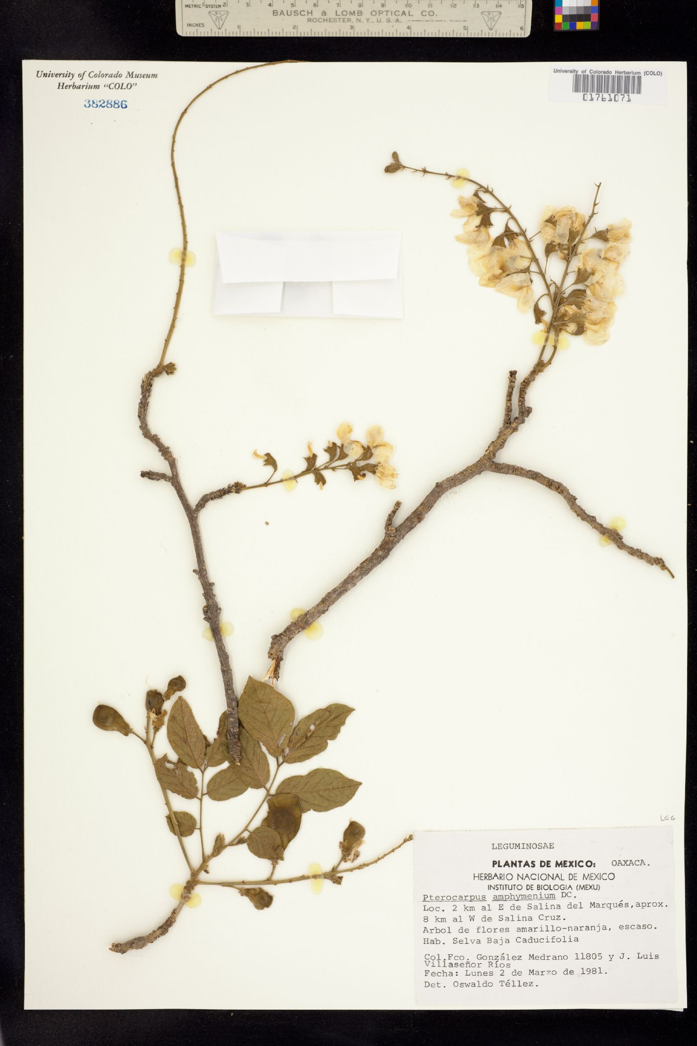 Pterocarpus amphymenium image