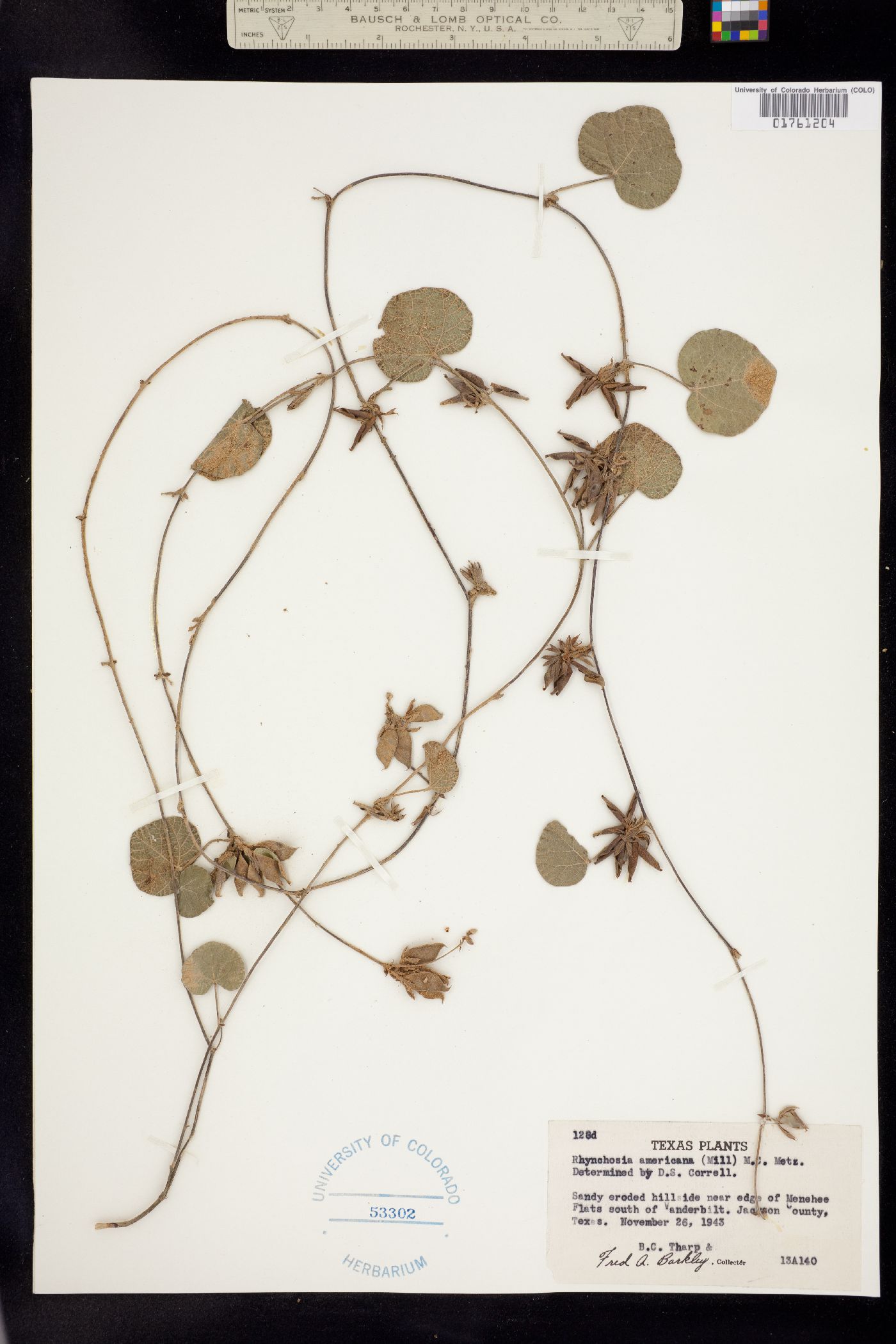 Rhynchosia americana image