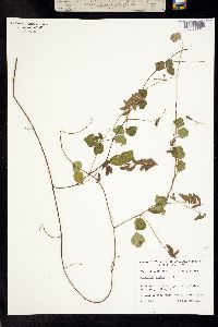 Rhynchosia minima image