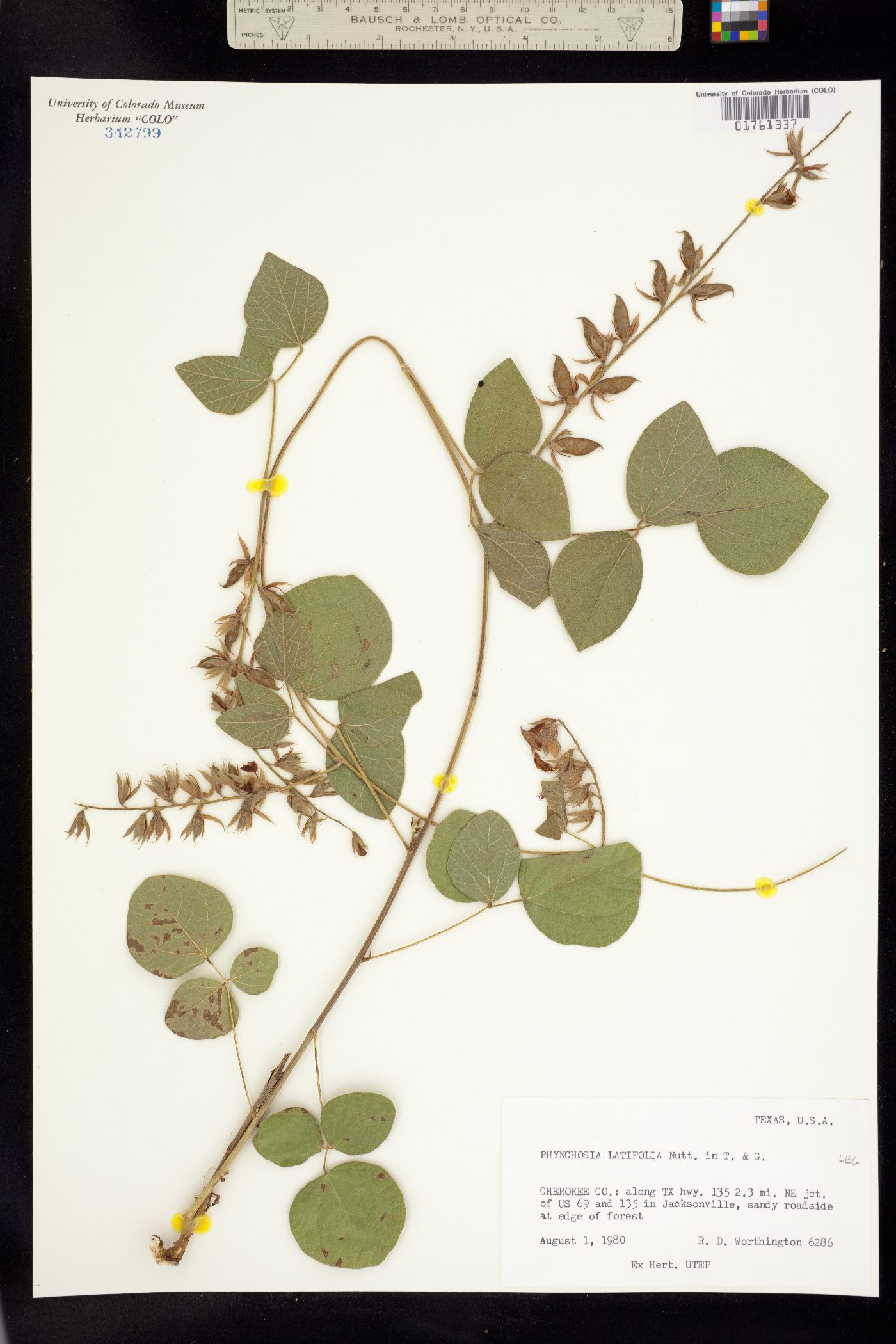 Rhynchosia latifolia image