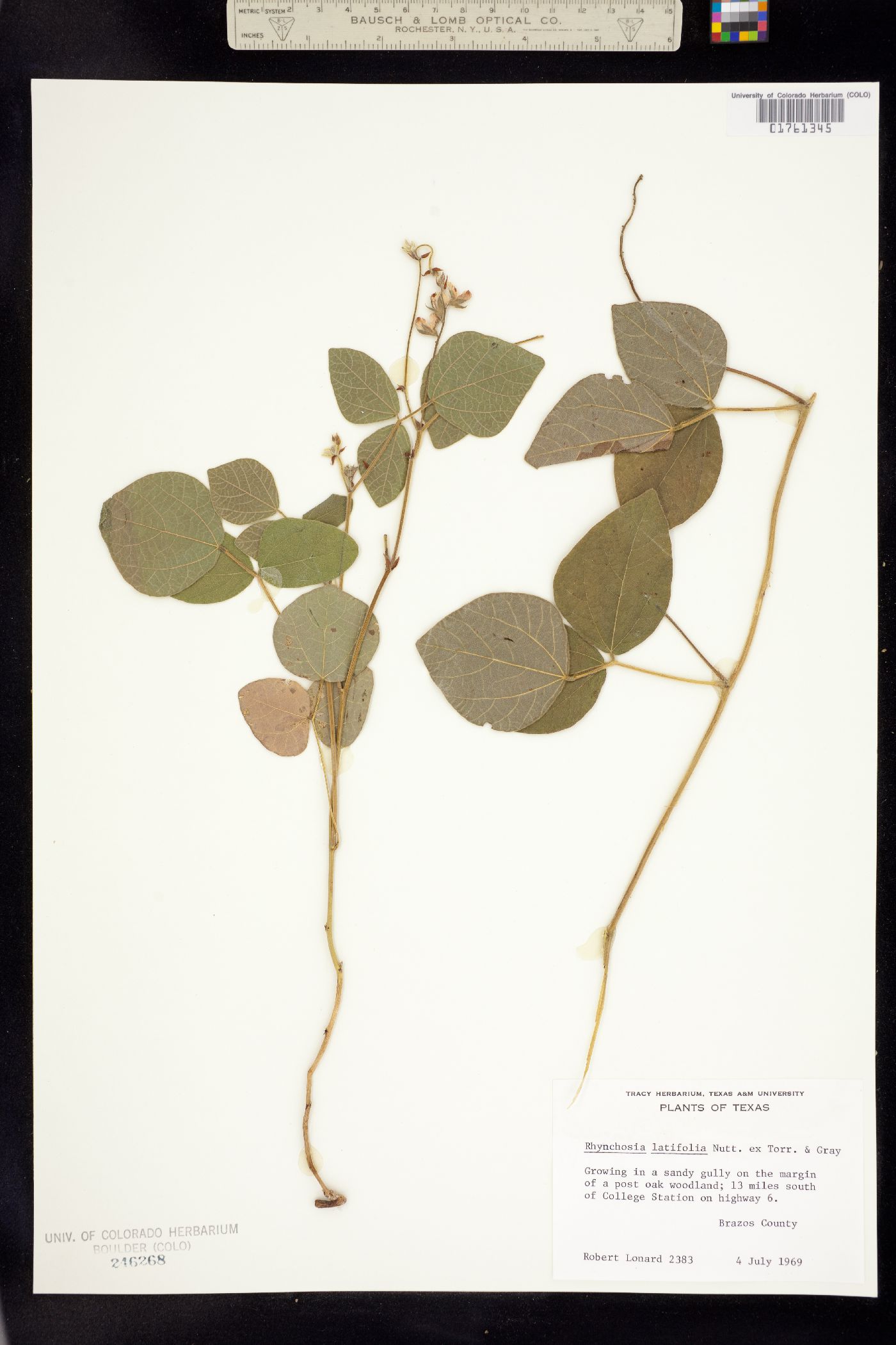 Rhynchosia latifolia image