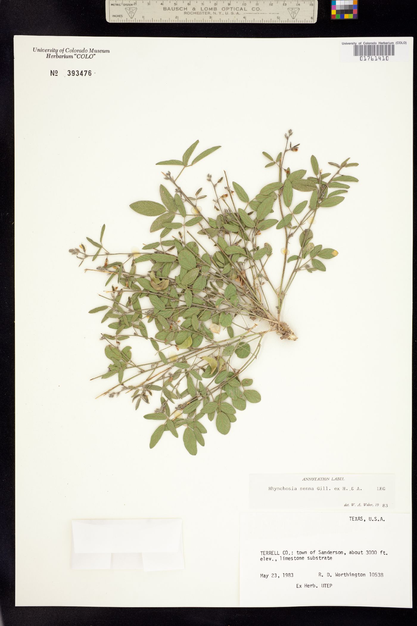 Rhynchosia senna image