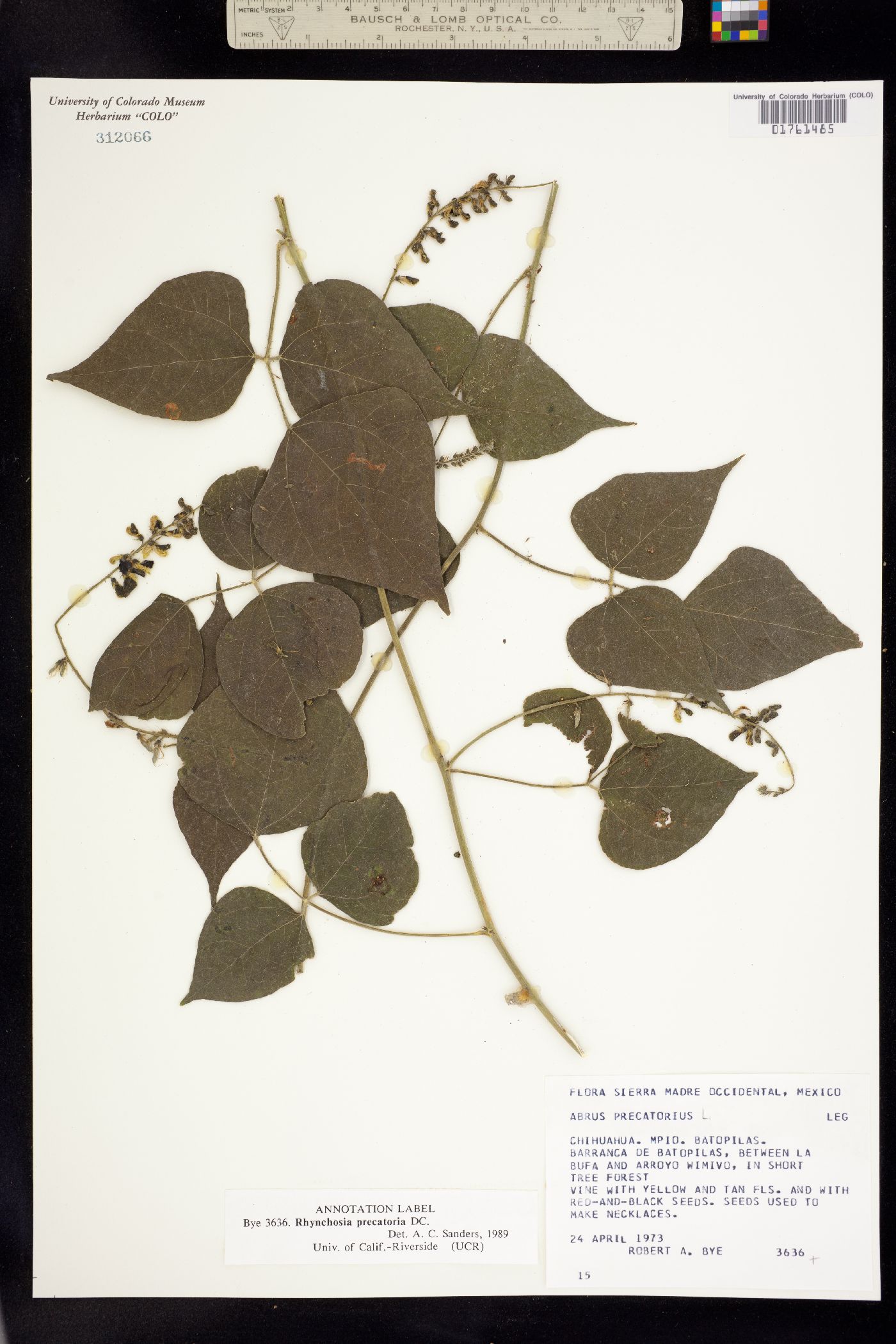 Rhynchosia precatoria image