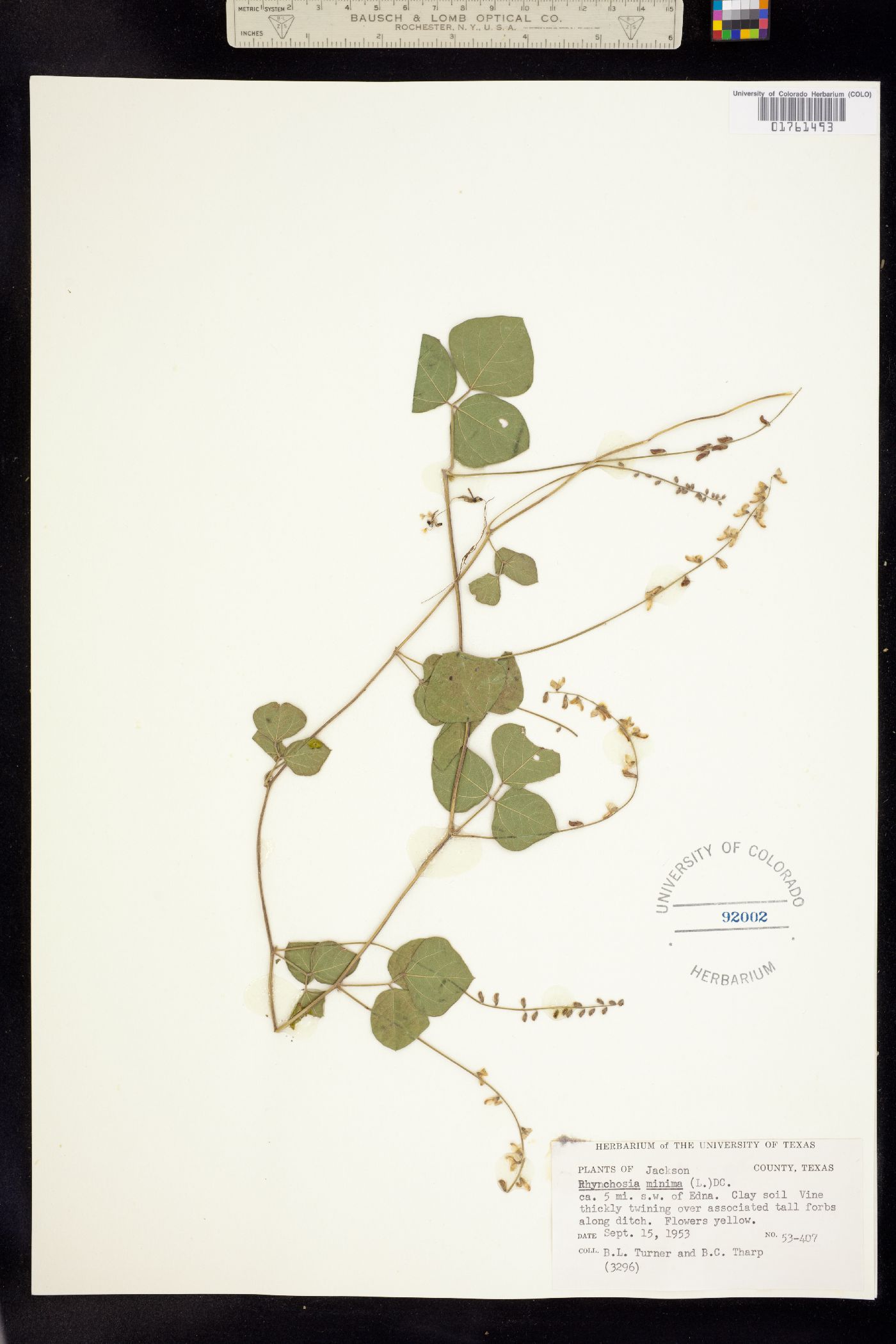 Rhynchosia minima image