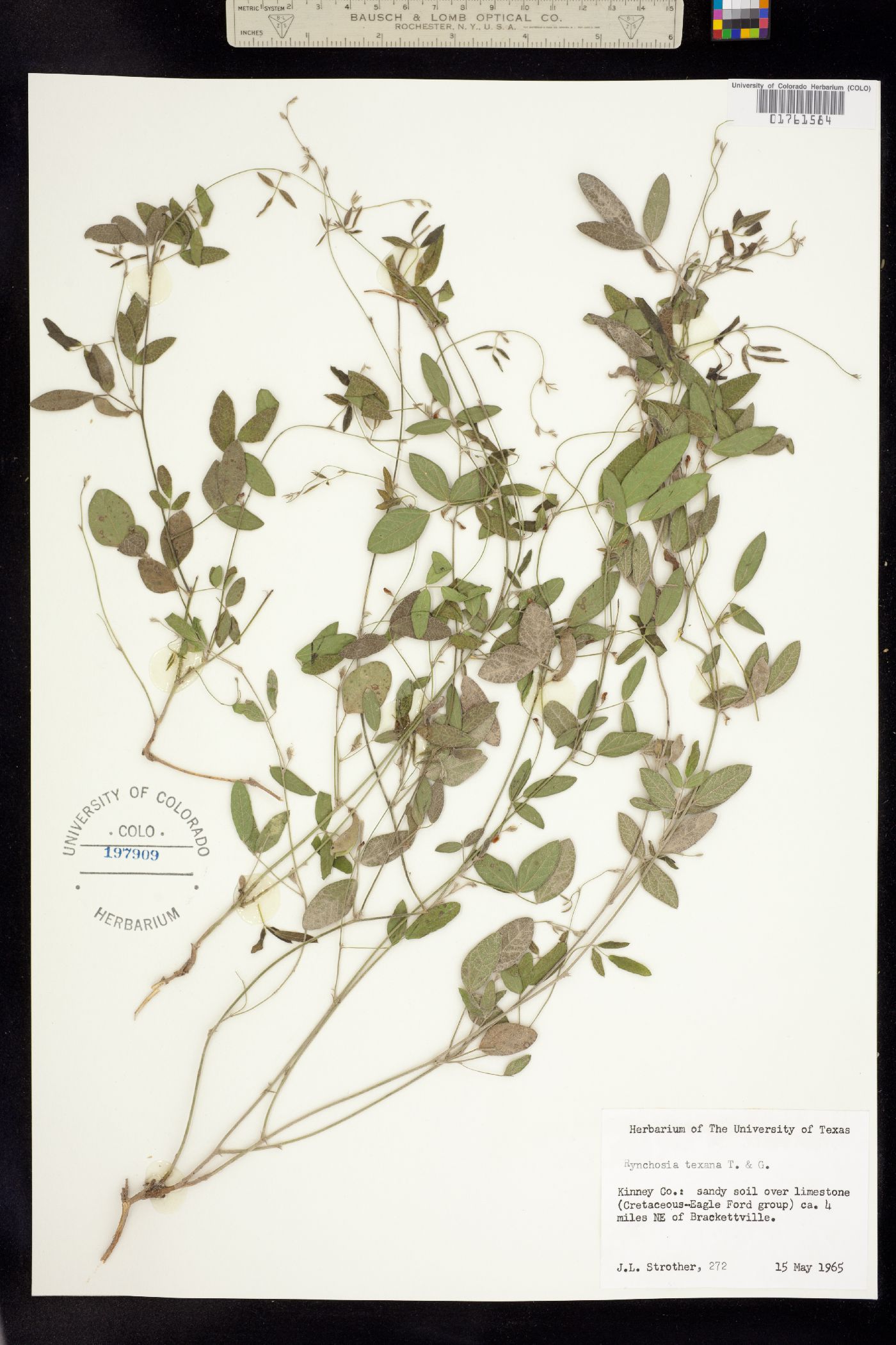 Rhynchosia senna var. texana image