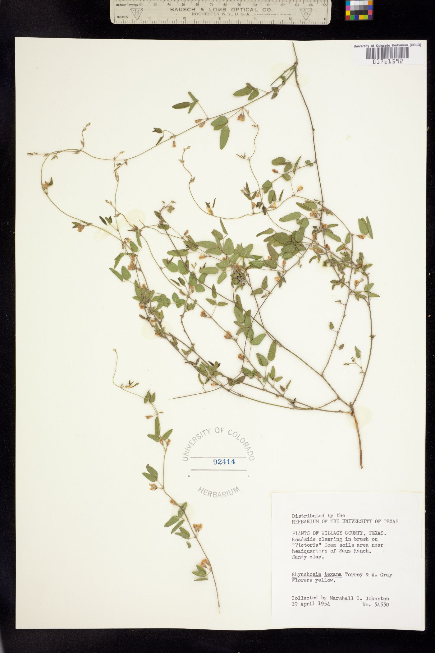 Rhynchosia senna var. texana image