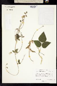 Rhynchosia macrocarpa image