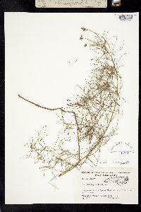 Rhytidomene lupinellus image
