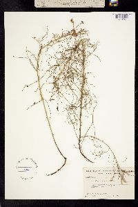Rhytidomene lupinellus image