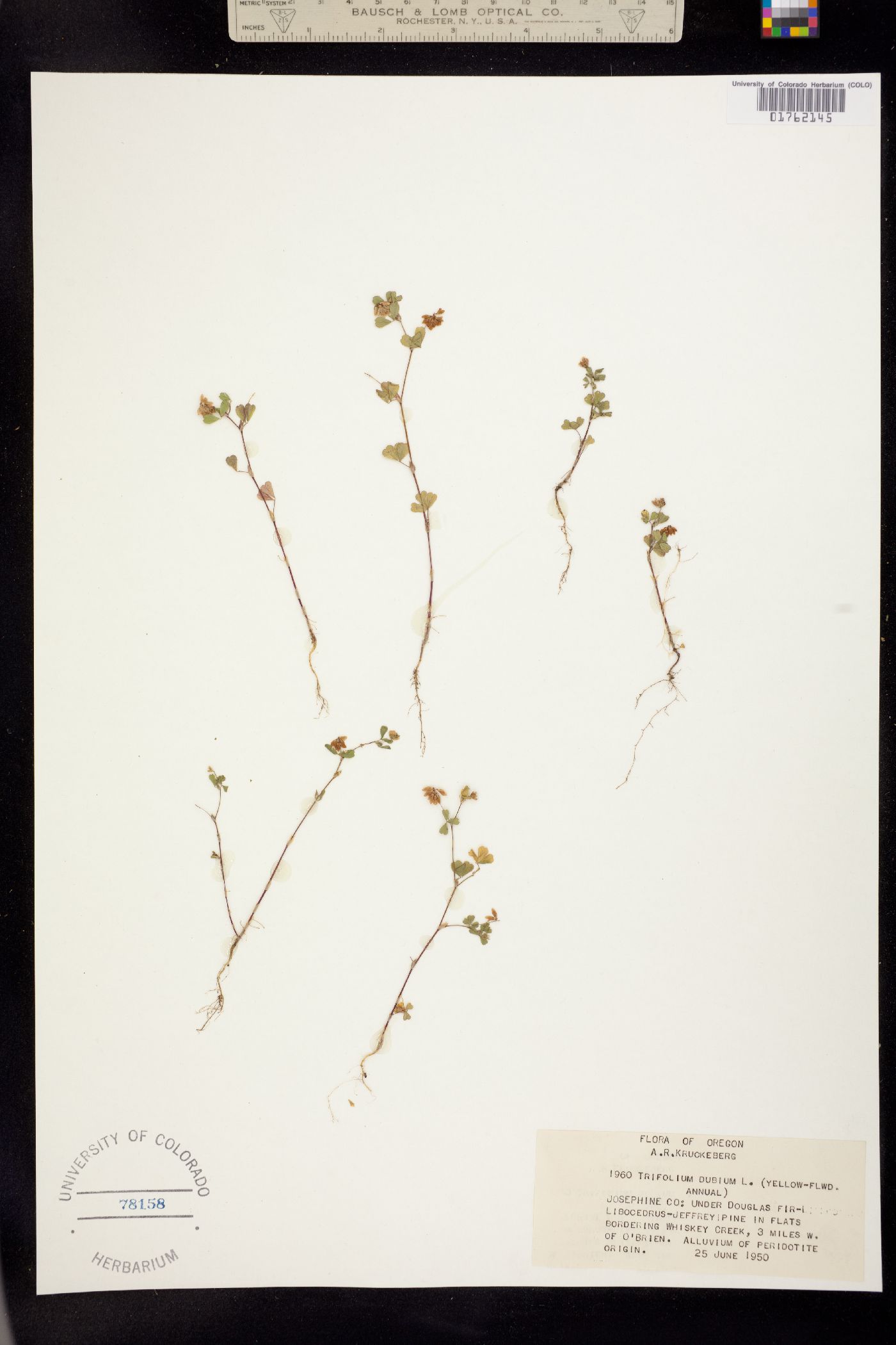 Trifolium dubium image