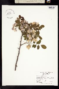 Image of Robinia hispida