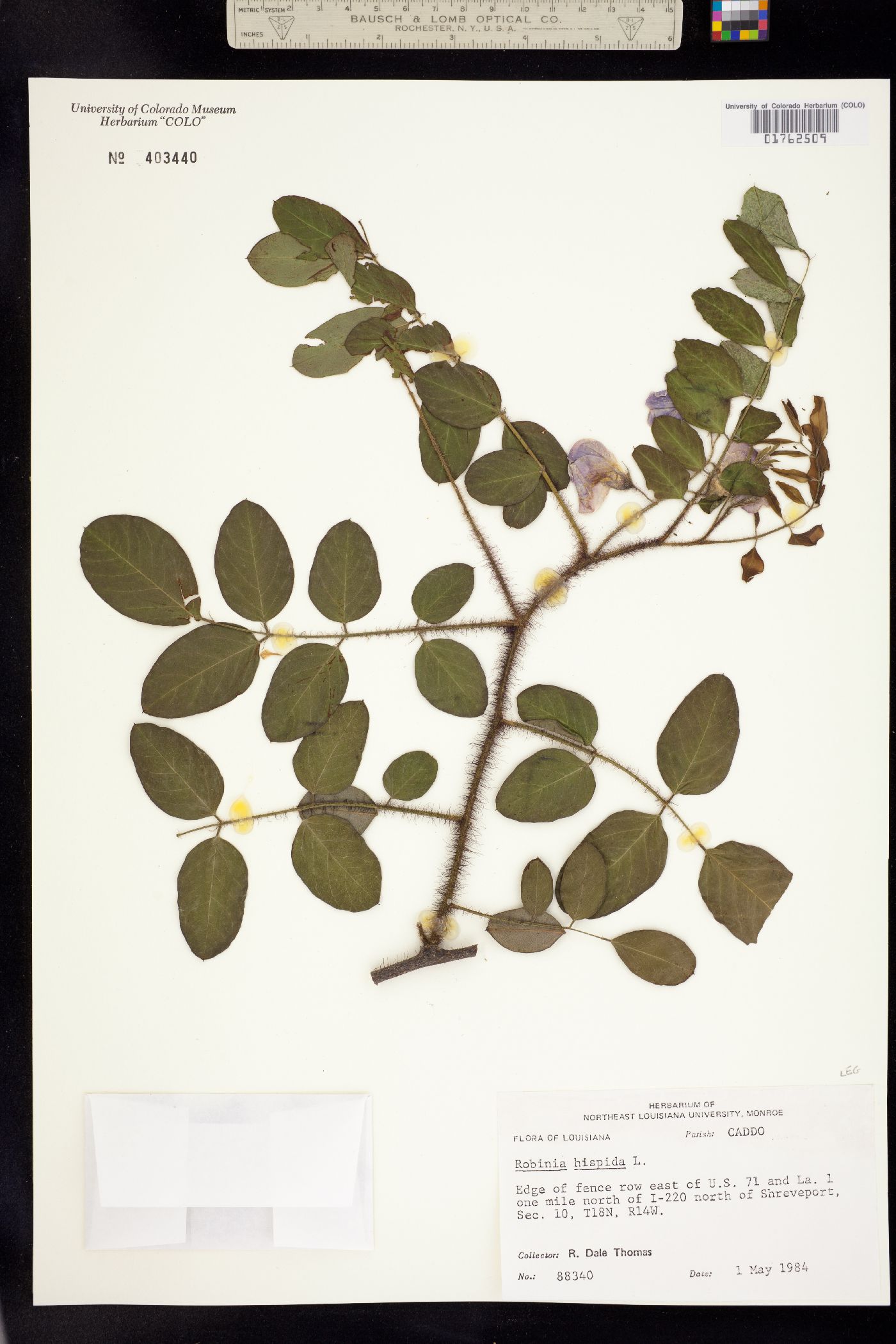 Robinia hispida image