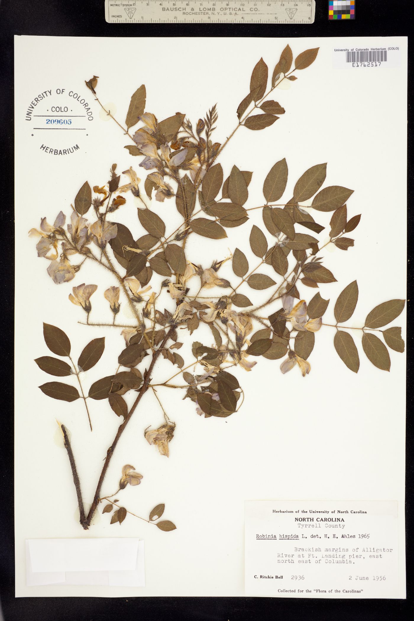 Robinia hispida image