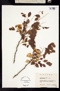 Robinia hispida var. nana image