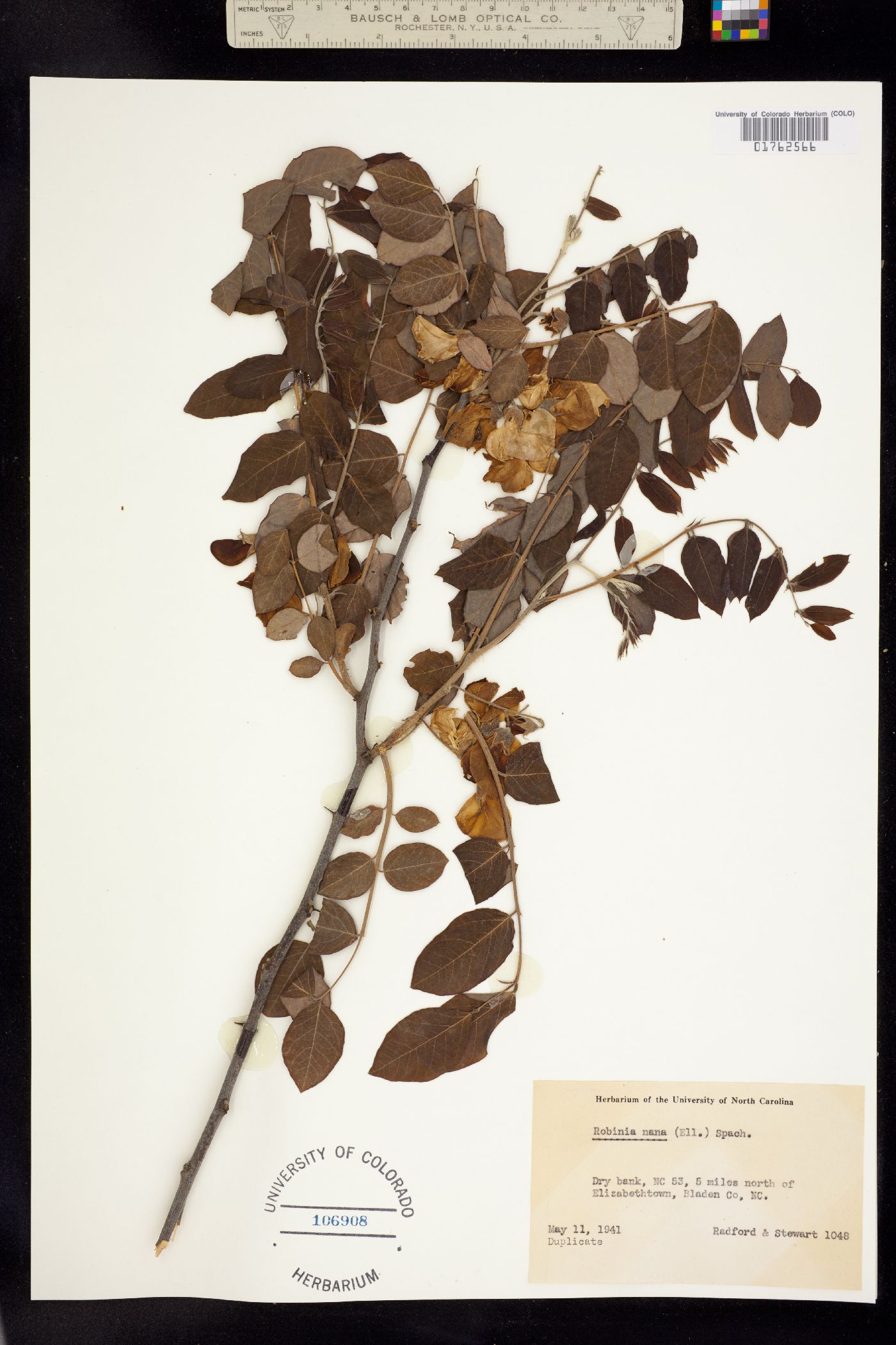 Robinia hispida var. nana image