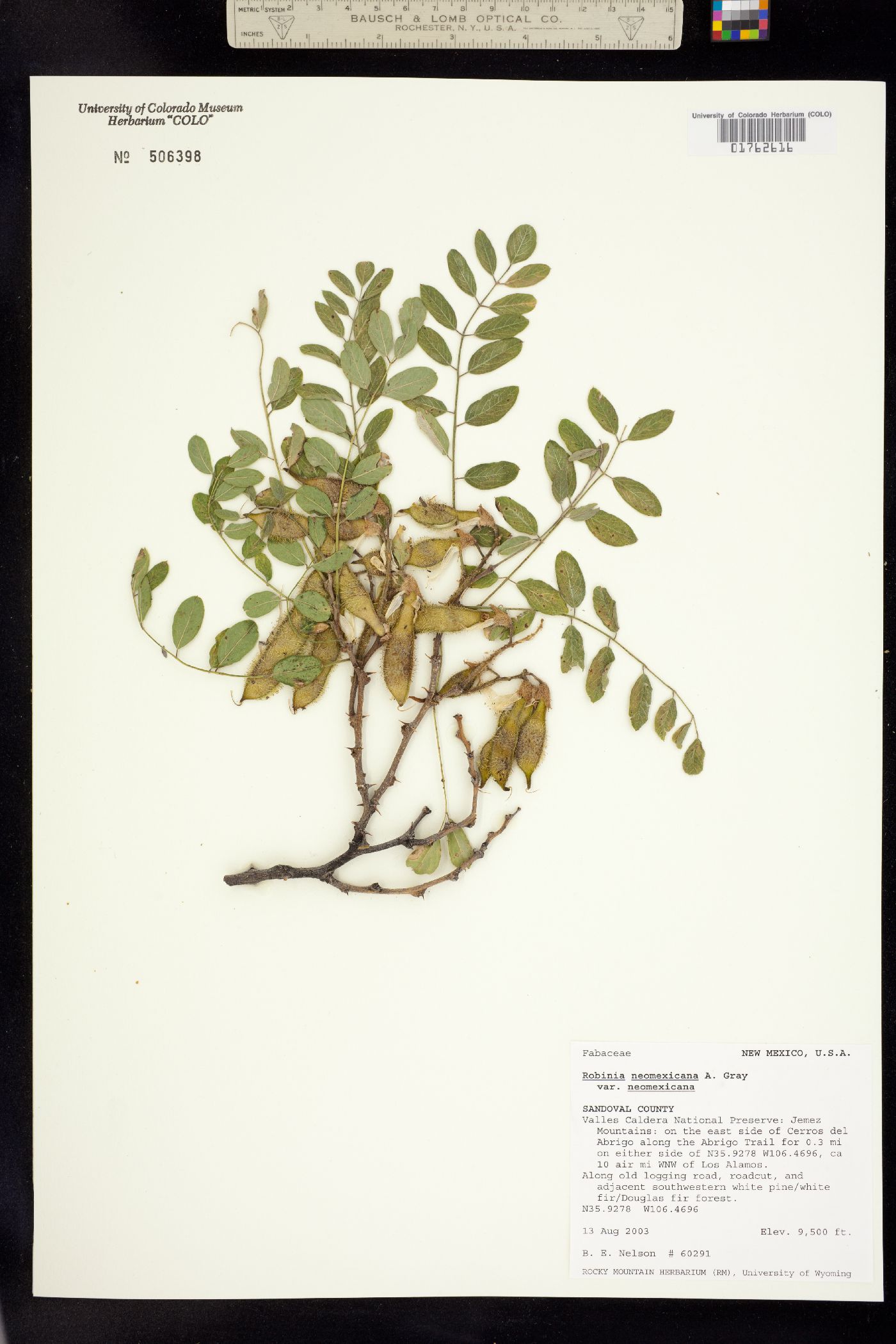 Robinia neomexicana image