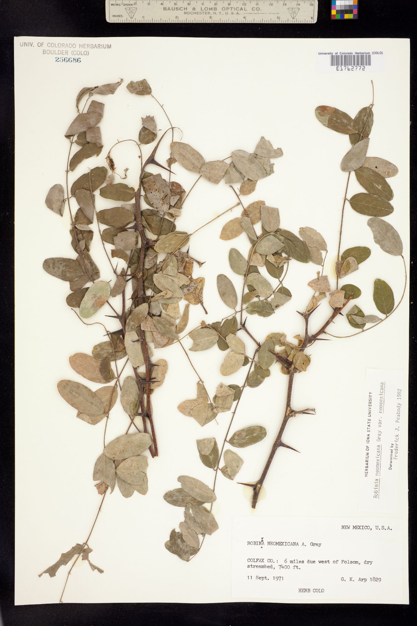 Robinia neomexicana image